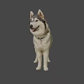 Smiling Gray White Fur Dog With Blue Collar Tag Standing On Gray Background