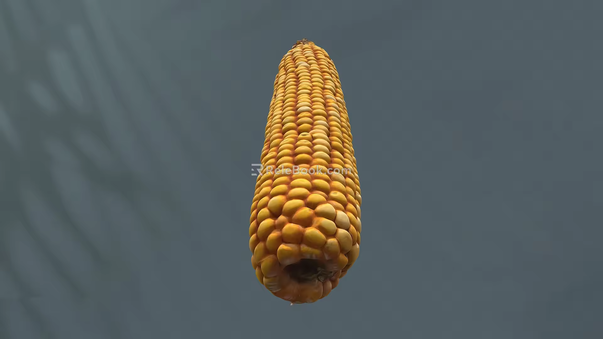 Maize Modern Maize Scan Corn Grain 3d model