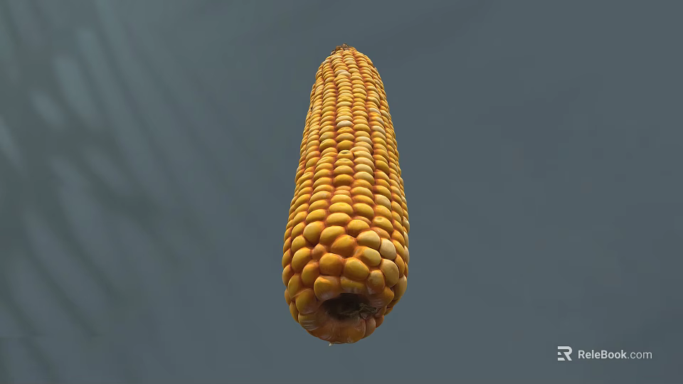 Fresh Yellow Ripe Corn Cob Healthy Delicious Food for Daily Meals 3d model 