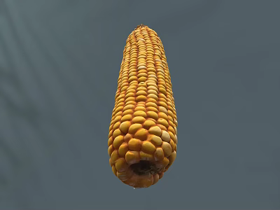 Fresh Yellow Ripe Corn Cob Healthy Delicious Food for Daily Meals 3d model