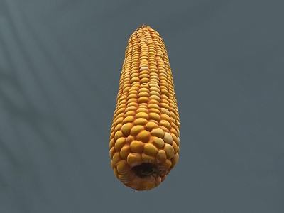 Maize Modern Maize Scan Corn Grain 3d model