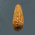 Maize Modern Maize Scan Corn Grain 3d model