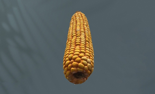 Maize Modern Maize Scan Corn Grain 3d model