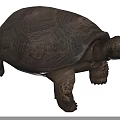 Large Reptile Tortoise With Detailed Shell Texture Scaly Limbs And Open Mouth On Natural Ground