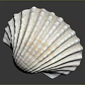 Natural White Marine Seashell With Ribbed Texture On Dark Background 3d model