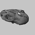 Detailed Animal Skull Skeleton With Visible Teeth And Bone Structure