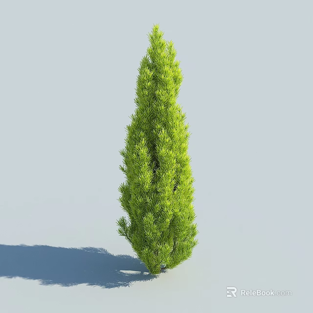 Tall Evergreen Arbor with Lush Dense Foliage Standing Against Blue Sky 3d model 