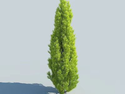 Tall Evergreen Arbor with Lush Dense Foliage Standing Against Blue Sky 3d model