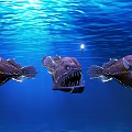 Three Anglerfish In Blue Underwater Environment With Glowing Lures And Sharp Teeth