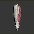 Detailed 3D Illustration of Sheep Muscle Anatomy Showing Muscular Body Structure