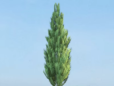 Tall Upright Arbor With Lush Green Foliage Against Clear Blue Sky 3d model