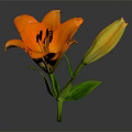 Orange Lily Flower With Yellow Bud Green Leaves And Stem Against Gray Background