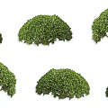 Camellia evergreen shrub plant tea tree deciduous shrub tree courtyard garden tea tree shrub camellia tree 3d model