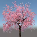 Gorgeous Flowering Arbor With Pink Blossoms In Full Bloom And Weeping Branches
