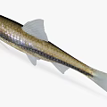 Modern Fish Wheat Spike Fish Small Fish River Fish Wild Fish 3d model