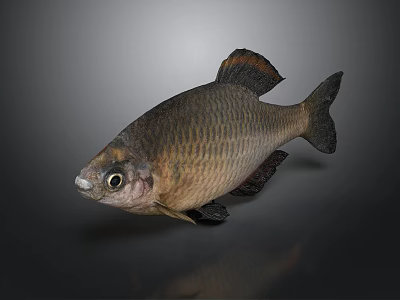 Brown And Black Fish With Shiny Scales Distinct Fins And Large Eyes 3d model