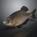 Brown And Black Fish With Shiny Scales Distinct Fins And Large Eyes