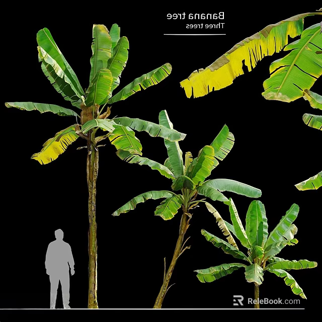 Banana Tree Plant Combination With Green And Yellow Leaves And Person Silhouette 3d model 
