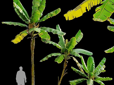 Banana Tree Plant Combination With Green And Yellow Leaves And Person Silhouette 3d model