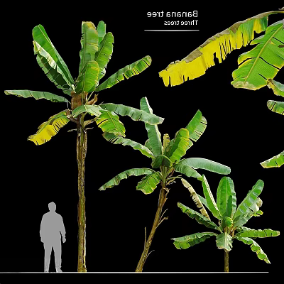 Three banana trees tropical banana tree landscape 3d model