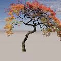 Arbor With Curved Trunk And Colorful Red Yellow Autumn Leaves