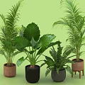Various Indoor Potted Plants with Brown Black Gray Ceramic Pots and Wooden Stand