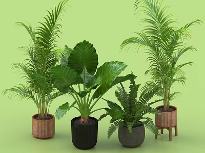 Various Indoor Potted Plants with Brown Black Gray Ceramic Pots and Wooden Stand 3d model