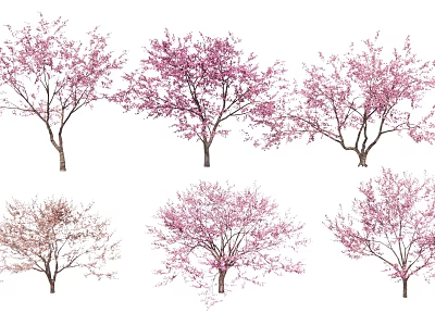 Pink Flowering Arbor Trees In Various Growth Stages And Bloom Conditions 3d model