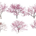Pink Flowering Arbor Trees In Various Growth Stages And Bloom Conditions