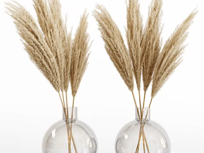 Two Transparent Glass Vases With Beige Pampas Grass For Interior Decor 3d model