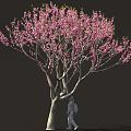Arbor With Blooming Pink Flowers Curved Trunk And Person Walking Against Dark Background