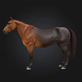 Realistic Brown And Black Horse 3D Model Standing Against Black Background