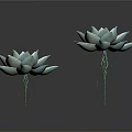 Two Light Blue Succulent Plants Beautifully Displayed On Dark Background
