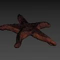 Orange Textured Starfish With Detailed Surface And Marine Life Features