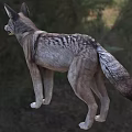 Wild Coyote Standing In A Grassland With Forest In Background 3d model