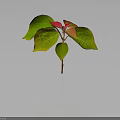 Vibrant Plant with Green and Red Leaves and Fresh Foliage on Dark Background