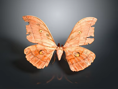 Orange Moth With Tattered Wings And Eyespot Patterns On Dark Background Close Up View 3d model