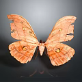 Orange Moth With Tattered Wings And Eyespot Patterns On Dark Background Close Up View