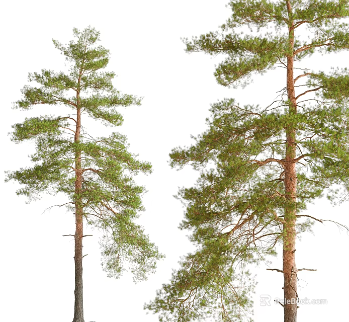 Tall Pine Trees With Lush Green Foliage And Strong Trunks In Natural Form 3d model 