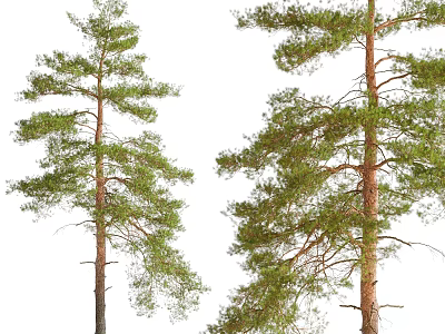 Tall Pine Trees With Lush Green Foliage And Strong Trunks In Natural Form 3d model
