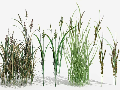 Ornamental Grass Plants With Various Green And Brown Foliage For Garden Landscaping 3d model