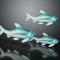 Three Turquoise Fish With White Stripes Swimming On Dark Background With Reflections