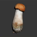 Fresh Wild Mushroom With Orange Red Cap And White Stem On Dark Background