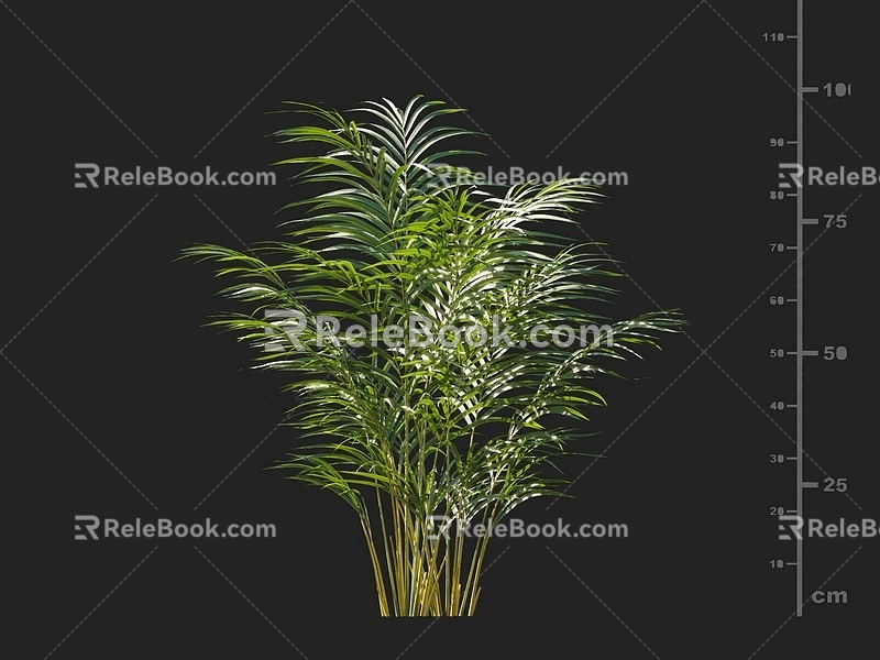 Sargasso Potted Plants Ornamental Plants Palm Landscape Plants 3d model