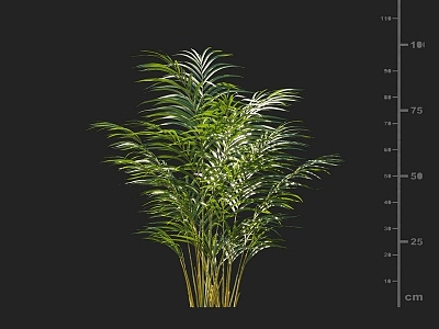 Sargasso Potted Plants Ornamental Plants Palm Landscape Plants 3d model