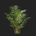 Sargasso Potted Plants Ornamental Plants Palm Landscape Plants 3d model