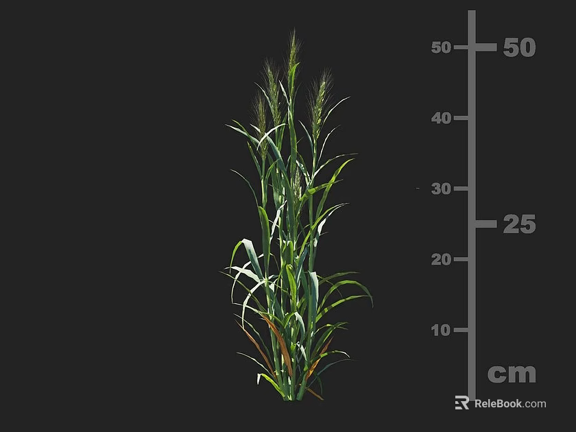 Green Crop Plant With 25 Cm Height Measurement Displayed On Scale 3d model 