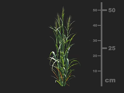 Green Crop Plant With 25 Cm Height Measurement Displayed On Scale 3d model