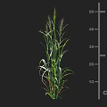 Green Crop Plant With 25 Cm Height Measurement Displayed On Scale