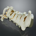 Detailed Anatomical Human Spine Vertebrae Medical Device for Educational Training